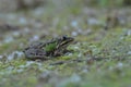 Green frog Royalty Free Stock Photo