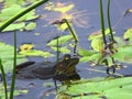 Green Frog near lily pads Royalty Free Stock Photo