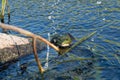 A green frog near the shore on a Sunny summer day.