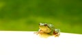 Green Frog Note Royalty Free Stock Photo