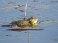 Green frog partially submerged in water, on the background of algae Royalty Free Stock Photo