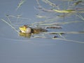 Green frog partially submerged in water, on the background of algae Royalty Free Stock Photo