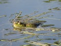 Green frog partially submerged in water, on the background of algae Royalty Free Stock Photo