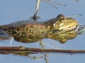 Green frog partially submerged in water, on the background of algae Royalty Free Stock Photo