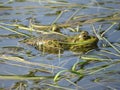 Green frog partially submerged in water, on the background of algae Royalty Free Stock Photo