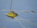 Green frog partially submerged in water, on the background of algae Royalty Free Stock Photo