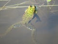 Green frog partially submerged in water, on the background of algae Royalty Free Stock Photo