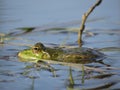 Green frog partially submerged in water, on the background of algae Royalty Free Stock Photo