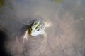 Green frog peeks out of the water Royalty Free Stock Photo