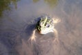 Green frog peeks out of the water Royalty Free Stock Photo