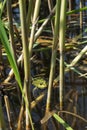 Green frog Royalty Free Stock Photo