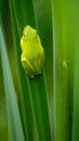 Green frog perched atop a foliage of a lush plant, its slimy skin reflecting the sunlight