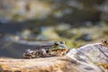 Green frog perched atop a log in a body of water Royalty Free Stock Photo