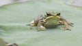Face of green frog on lotus leaf Royalty Free Stock Photo