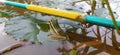 green frog perched on a nearly drowned leaf in a small brown watery river Royalty Free Stock Photo