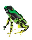 Green frog with pimples Royalty Free Stock Photo