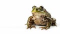 Green Frog with plump body and bumpy skin on isolated white background