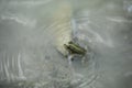 Green frog in pond with cheeks blown