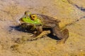 Green Frog in the Pond Close Up Royalty Free Stock Photo