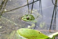 Green frog in a pond close up water Royalty Free Stock Photo