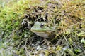 Green frog in a pond close up water Royalty Free Stock Photo