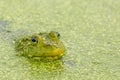 Green Frog in Pond Royalty Free Stock Photo