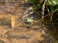 Green frog on a pond at Ernest L. Oros Wildlife Preserve in Avenel, New Jersy, USA