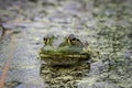 Green frog in a pond