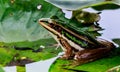 Green frog in pond under lotus leaf in morning light Royalty Free Stock Photo