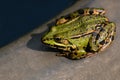 Green frog Royalty Free Stock Photo