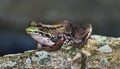 Green Frog Posing on a Rock Royalty Free Stock Photo