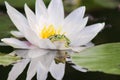 Green frog prince sitting into white water lily Royalty Free Stock Photo