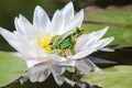 Green frog prince sitting into white water lily Royalty Free Stock Photo