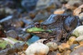 Green Frog (Rana clamitans) Royalty Free Stock Photo