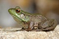 Green Frog (Rana clamitans) Royalty Free Stock Photo
