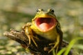 Green Frog (Rana clamitans) with Mouth Open
