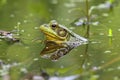 Green Frog (Rana clamitans) in a Pond Royalty Free Stock Photo