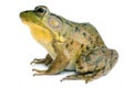 Green frog (Rana clamitans) Royalty Free Stock Photo