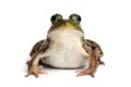 Green frog (Rana clamitans) Royalty Free Stock Photo