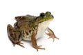 Green frog (Rana clamitans) Royalty Free Stock Photo