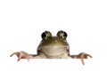 Green frog (Rana clamitans) Royalty Free Stock Photo