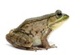 Green frog (Rana clamitans) Royalty Free Stock Photo