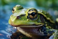 Green frog Rana esculenta peacefully resides in its aquatic environment. Royalty Free Stock Photo