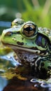 Green frog Rana esculenta peacefully resides in its aquatic environment. Royalty Free Stock Photo