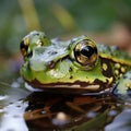 Green frog Rana esculenta peacefully resides in its aquatic environment.