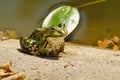 Green Frog - Rana esculenta Royalty Free Stock Photo