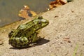 Green Frog - Rana esculenta Royalty Free Stock Photo