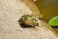 Green Frog - Rana esculenta Royalty Free Stock Photo