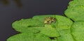 Green Frog Rana ridibunda pelophylax ridibundus sits on the water lily leaf in garden pond. Water lily leaves covered with raind Royalty Free Stock Photo