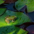 Green Frog Rana ridibunda pelophylax ridibundus sits on the water lily leaf in garden pond. Water lily leaves covered with raind Royalty Free Stock Photo